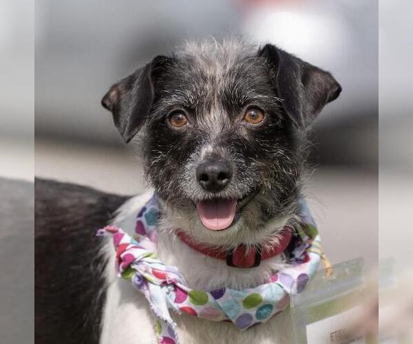 Medium Photo #8 Jack Russell Terrier-Unknown Mix Puppy For Sale in San Diego, CA, USA