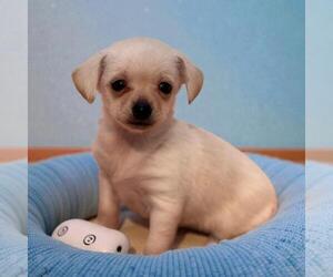 Chihuahua-Unknown Mix Dogs for adoption in San Diego, CA, USA