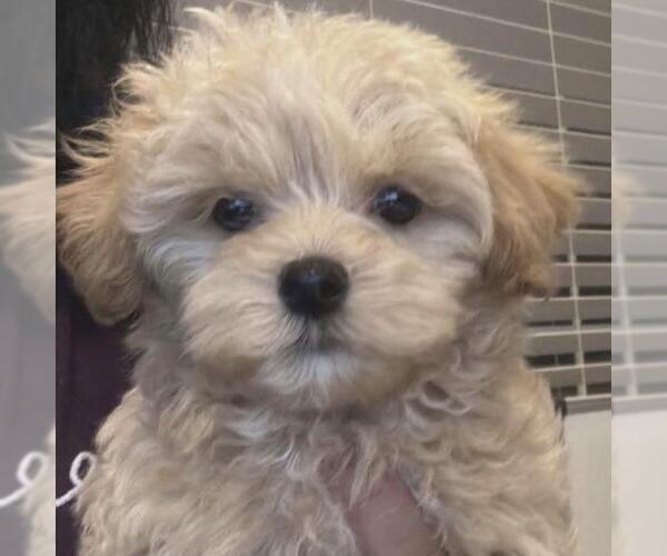 Medium Photo #9 Maltipoo (Miniature) Puppy For Sale in San Diego, CA, USA