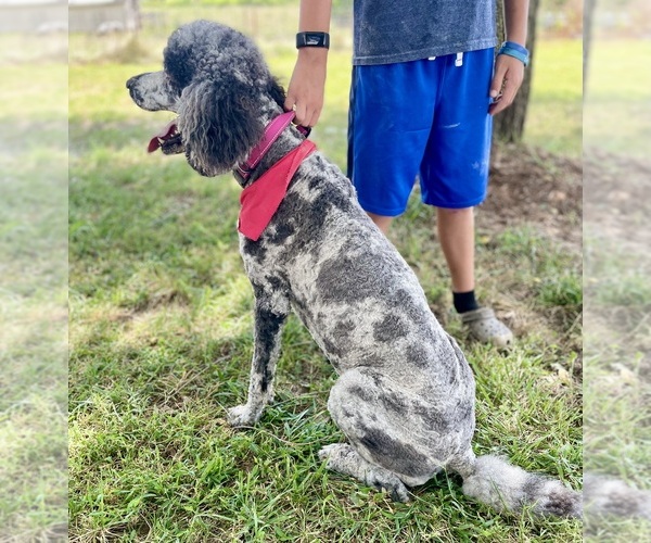 Medium Photo #5 Poodle (Standard) Puppy For Sale in BUFFALO, MO, USA