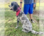 Small #4 Poodle (Standard)