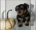 Small Photo #4 Yorkshire Terrier Puppy For Sale in AUMSVILLE, OR, USA