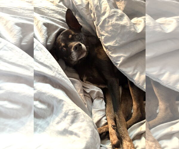 Medium Photo #3 Chihuahua-Unknown Mix Puppy For Sale in Wheaton, IL, USA