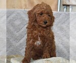 Small Photo #5 Goldendoodle (Miniature) Puppy For Sale in NEW HOLLAND, PA, USA