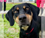 Small #2 Coonhound Mix