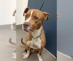 Mutt Dogs for adoption in HESPERIA, CA, USA