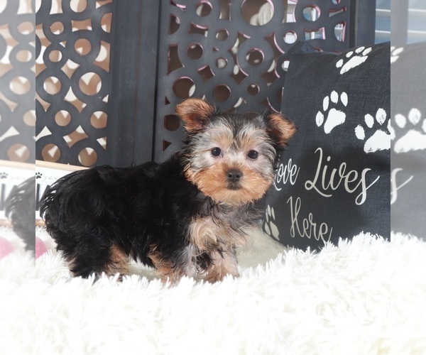 Medium Photo #4 Yorkshire Terrier Puppy For Sale in MOUNT VERNON, OH, USA