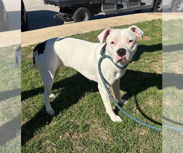 Medium Photo #3 Mutt Puppy For Sale in Oak Bluffs, MA, USA