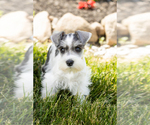 Small Photo #24 Schnauzer (Miniature) Puppy For Sale in MILLERSBURG, IN, USA