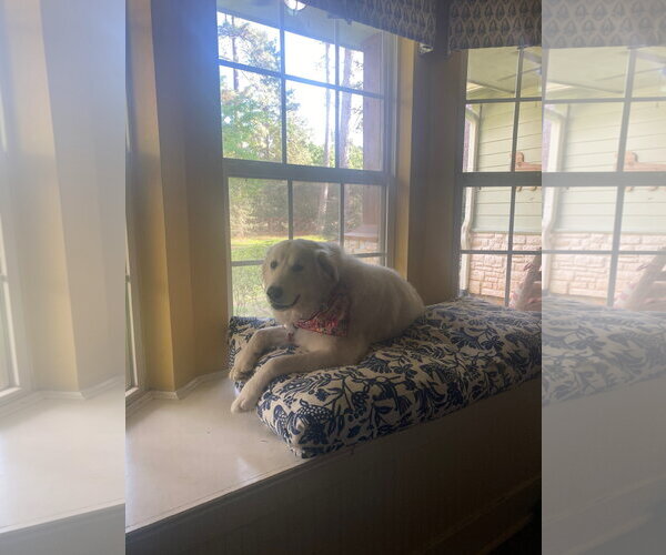 Medium Photo #2 Great Pyrenees-Unknown Mix Puppy For Sale in Houston, TX, USA
