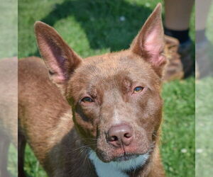 Border Collie-Chocolate Labrador retriever Mix Dogs for adoption in Huntley, IL, USA