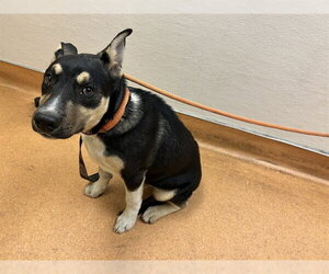 Siberian Husky-Unknown Mix Dogs for adoption in Martinez, CA, USA
