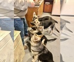 Small #19 German Shepherd Dog