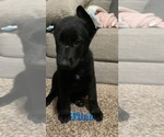 Small Photo #10 German Shepherd Dog-Goberian Mix Puppy For Sale in OMAHA, NE, USA