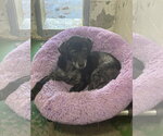 Small Photo #2 Labbe Puppy For Sale in Rustburg, VA, USA