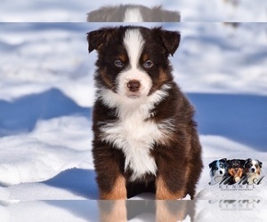 Australian Shepherd Puppy for sale in EASTON, MO, USA