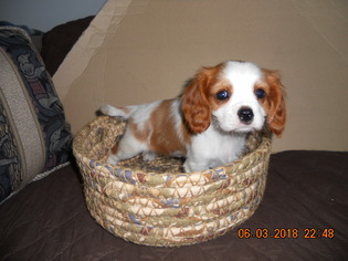 Cavalier King Charles Spaniel Puppy for sale in MARSHALL, WI, USA