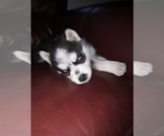 Small Photo #1 German Shepherd Dog-Siberian Husky Mix Puppy For Sale in NEOSHO, MO, USA