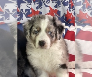 Australian Shepherd Puppy for Sale in KATY, Texas USA