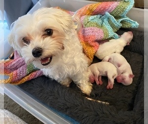 Mother of the Maltese puppies born on 01/10/2023