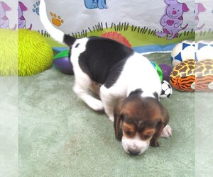 Beagle Puppy for sale in RATTAN, OK, USA