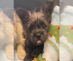 Small Cairn Terrier