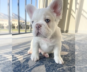 French Bulldog Litter for sale in OREM, UT, USA