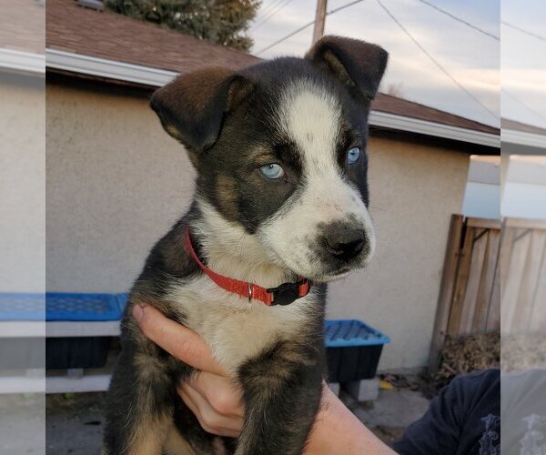 Medium Photo #2 Huskies -Unknown Mix Puppy For Sale in Calgary, Alberta, Canada