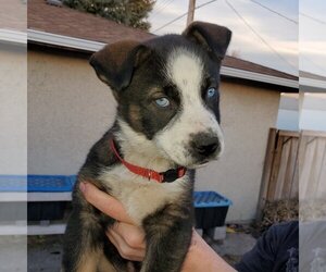 Nova (Pup 4 RED) - Female Huskies -Unknown Mix Dog for Adoption - Photo #2