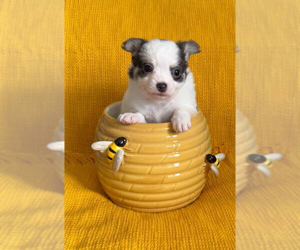 Medium Photo #6 Chiranian Puppy For Sale in Grafton, WI, USA