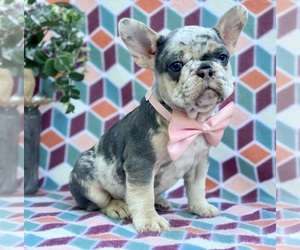 French Bulldog Puppy for sale in LANCASTER, PA, USA