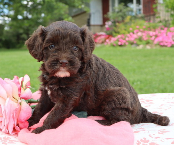 Medium Photo #2 Cavapoo Puppy For Sale in THORP, WI, USA