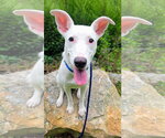 Small Carolina Dog Mix