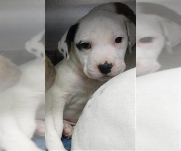 Medium Photo #1 Mutt Puppy For Sale in Oklahoma City, OK, USA