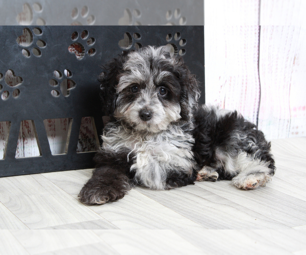 Medium Photo #4 Aussie-Poo Puppy For Sale in MARIETTA, GA, USA