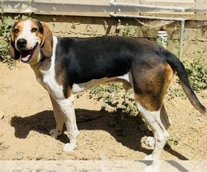 Father of the Bluetick Coonhound puppies born on 07/06/2026
