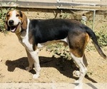 Small Photo #1 Bluetick Coonhound Puppy For Sale in PETALUMA, CA, USA