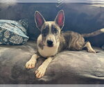 Small American Pit Bull Terrier-Siberian Husky Mix