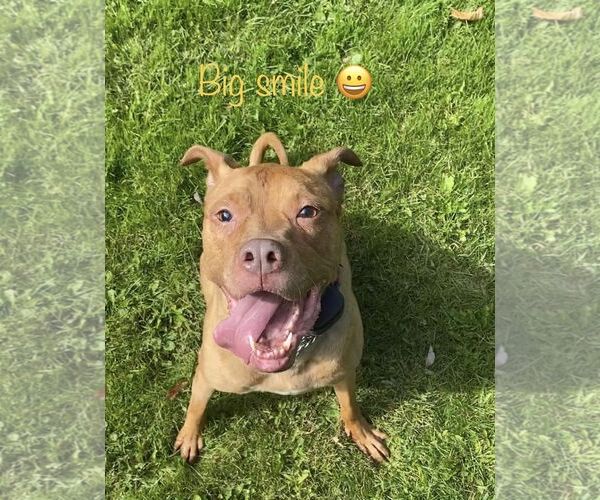 Medium Photo #8 American Pit Bull Terrier-Unknown Mix Puppy For Sale in Binghamton, NY, USA