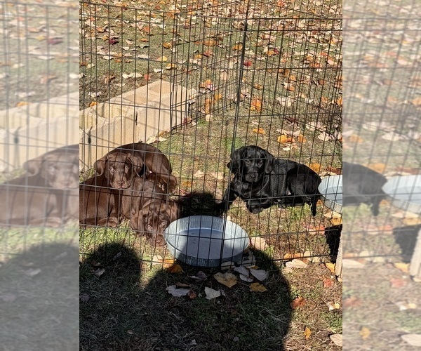 Medium Photo #1 Labrador Retriever Puppy For Sale in OXFORD, AL, USA