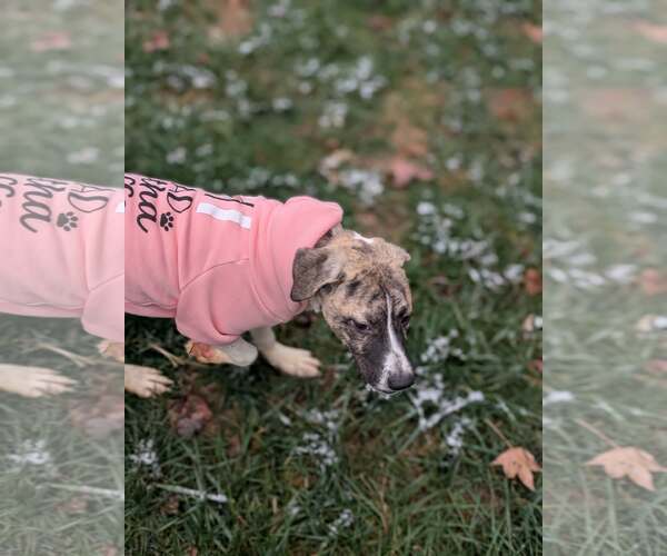 Medium Photo #5 Labrador Retriever-Unknown Mix Puppy For Sale in Holly Springs, NC, USA
