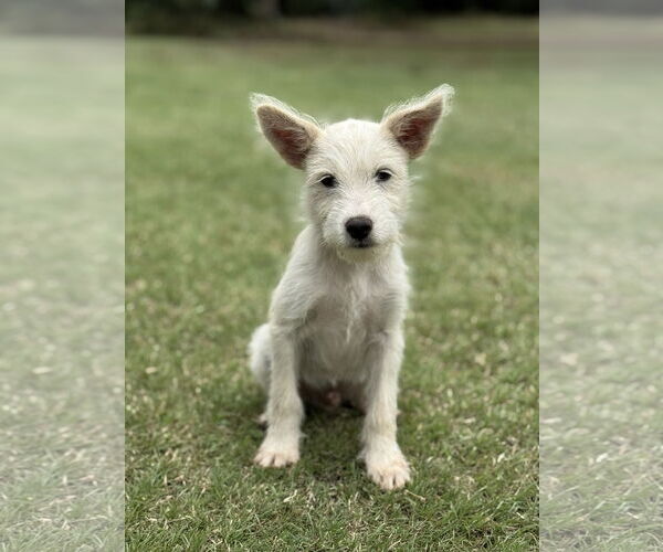 Medium Photo #1 Mutt Puppy For Sale in PIPE CREEK, TX, USA