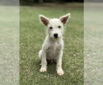 Small Mutt