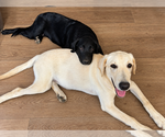 Small Photo #4 Labrador Retriever Puppy For Sale in Clovis, CA, USA
