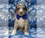 Small Photo #2 Aussiedoodle Puppy For Sale in LANCASTER, PA, USA