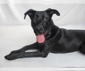 *PETUNIA - Female Labrador Retriever-Unknown Mix Dog for Adoption - Photo #2
