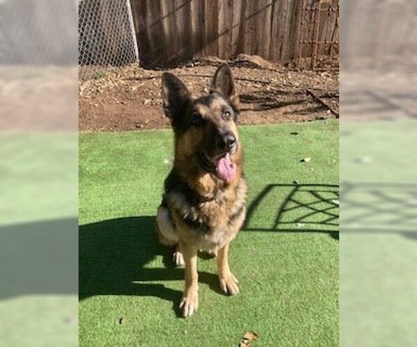 Medium Photo #3 German Shepherd Dog Puppy For Sale in danville, CA, USA