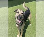 Small #1 German Shepherd Dog Mix