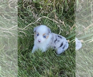 Australian Shepherd Puppy for Sale in ROBERTS, Illinois USA