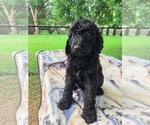 Small #11 Labradoodle